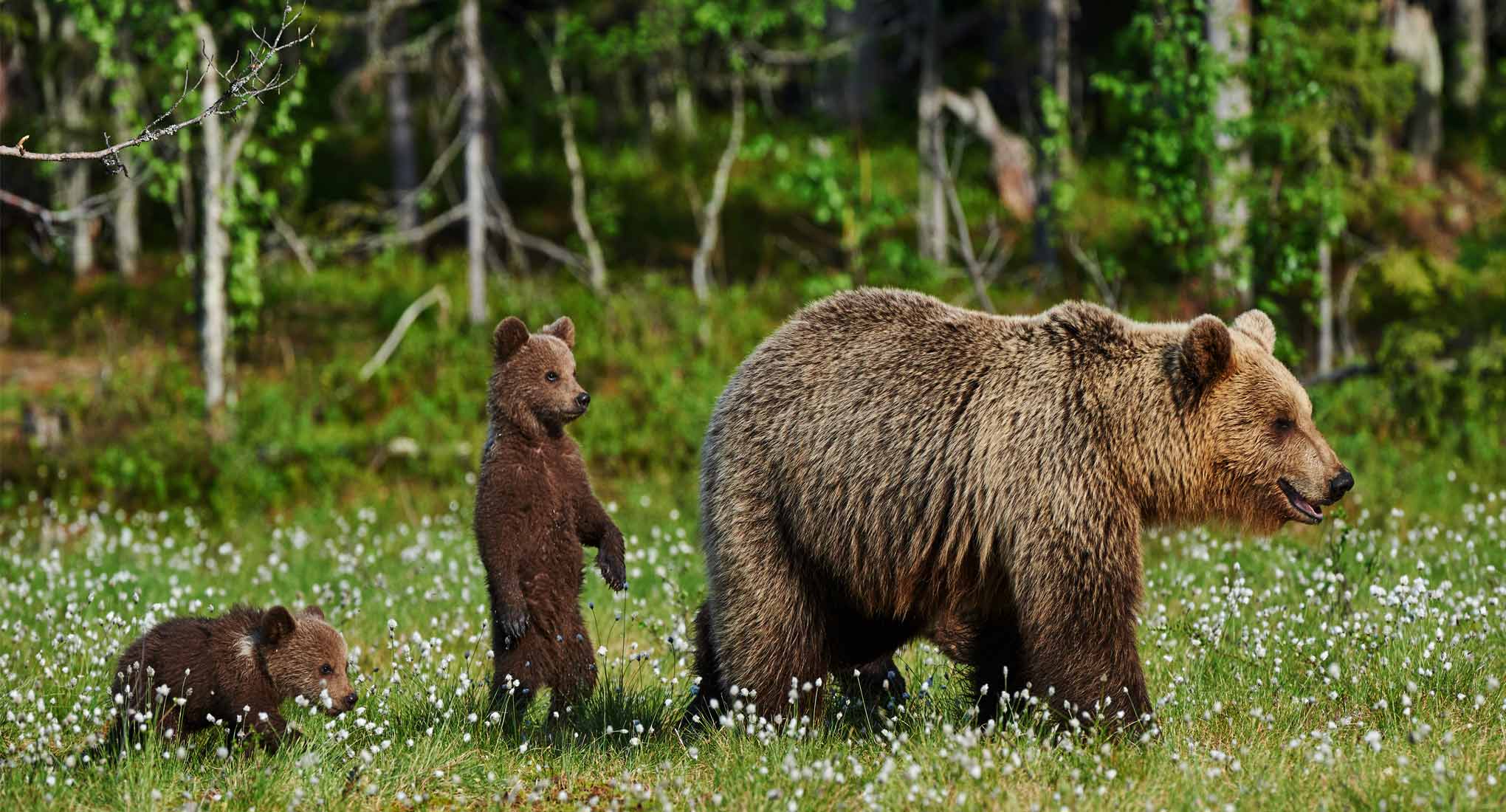 [Image: oso-pardo-bosque-acciona-2040x1100.jpg]